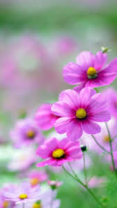 ❤ get the best full hd flowers wallpapers on wallpaperset. Android Hd Wallpapers For Mobile Group 71