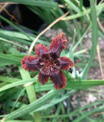 Image result for Ferraria