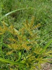 Image result for Schoenoplectus muriculatus