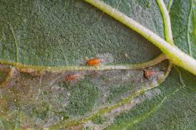 Image result for phytomyza gymnostoma