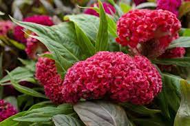 We did not find results for: The Most Beautiful Flowers You Can Plant In Your Garden
