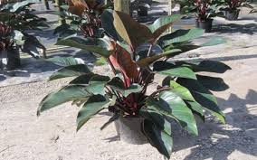 Room temperature that is comfortable for humans and pets is good. Red Congo For Sale Naples