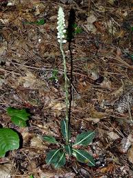 Image result for Goodyera