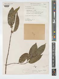 Image result for Tricalysia niamniamensis