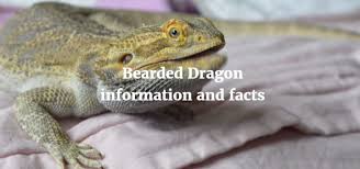 Nutrition bearded dragon food chart. Bearded Dragon Information And Facts Exoticdirect
