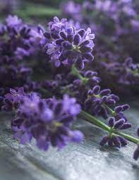 Lavender Flower True Color Lavender Flowers Beautiful Flowers Flowers