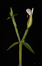 Image result for Canscora