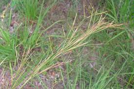 Image result for Hyparrhenia rufa