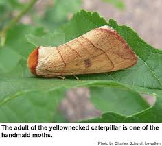 Black And White Striped Caterpillar With Yellow Belly Yellownecked Caterpillar In The Landscape Nc State Extension Publications