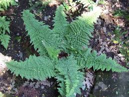 Image result for Arachniodes webbiana