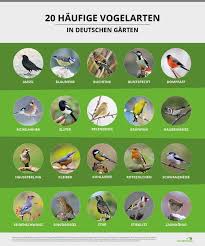 Vogel Anlocken So Gestalten Sie Ihren Garten Vogelfreundlich Vogel Im Garten Grunfink Schattenpflanzen