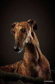 Hunde suchen ein zuhause sachsen; Willow Galgo Tierheim