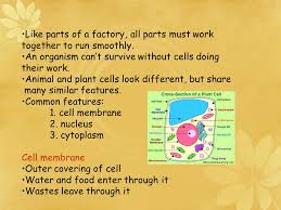 The green algae could not carry out cellular respiration without the mitochondrian. Ch 8 Cell Structure Function Lesson 1 What Do Cells Do Ppt Download