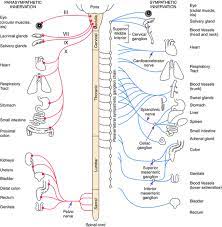 Introduction To The Autonomic Nervous System Basicmedical Key
