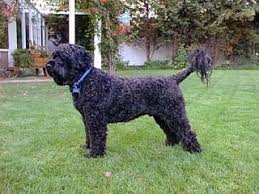 Portuguese Water Dog Breed Information And Pictures