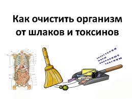 как очистить организм от шлаков и токсинов народными средствами Kak Ochistit Organizm Ot Shlakov I Toksinov Polnyj Cikl Ozdorovleniya Organizma Ot Ochisheniya Do Vospolneniya Pitatelnyh Veshestv Garden Tools Gardening Fork