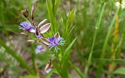 Image result for Polygala persicariifolia
