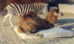 When a camel is unable to access food for a long period of time, its. Camelus
