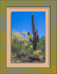 The foothills palo verde is also known as little leaf palo verde. Palo Verde Tree Becoming Is Superior To Being