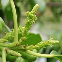 Image result for Excoecaria bussei