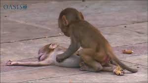 القرود تتشارك الحزن والحداد على الميت من قبيلتها - YouTube