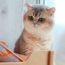 Try Nt To Laugh Kitten Cats Videos In 2020 Cat And Dog Videos Cat Gif Funny Cats And Dogs
