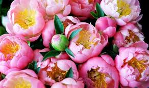 Check spelling or type a new query. How Long Do Cut Peonies Last Express Co Uk