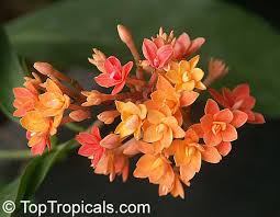 Image result for Ixora praetermissa