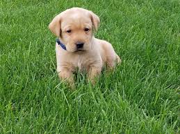 Around here, our labs are our family. Labrador Retriever Puppies For Sale Sparta Mi 162266