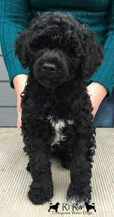 Chisolm Akc Portuguese Water Dog Puppy Portuguese Water Dog Portugese Water Dogs Portuguese Water Dog Puppy