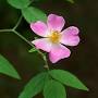 prairie rose for sale from sheffields.com