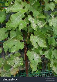 Image result for Uncinula necator