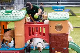 To maintain your dog's normal diet, all guests must provide individually packaged meals for the duration of their visit. Affordable Dog Boarding Daycare In Miami Is Here To Help Freedogm
