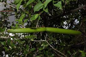 Image result for Strophanthus amboensis