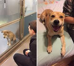 309 Before After Pics Show The Difference A Day Of Adoption Can Make To A Shelter Pet Dog Adoption Cute Animals Rescue Dogs