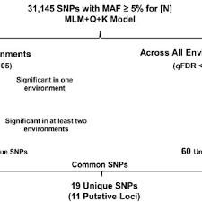 Flow Chart Showing Final Snp Selection For N Con Centration