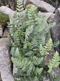 Image result for Cheilanthes