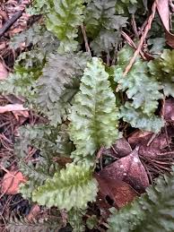 Image result for Trichomanes crispiforme