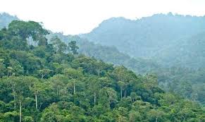 Perambahan Hutan di Kawasan PPKH Luwu Timur, Gakkum Imbau Laporkan untuk  Diproses Hukum - Gosulsel.com