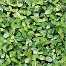 Image result for Jasminum schimperi