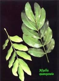 Image result for Limosella maior