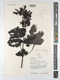 Image result for Brillantaisia madagascariensis