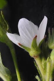 Image result for Hibiscus lobatus