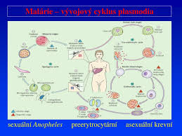 Vývojový cyklus plazmodiovej malárie pokračujev tele moskytov. Ppt Parazitarni Onemocneni Powerpoint Presentation Free Download Id 870436
