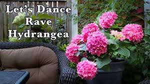 Hydrangea macrophylla let's dance® rave. Let S Dance Rave Hydrangea Youtube
