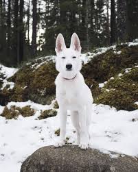 White german shepherd puppies for sale in michigan. Gloria White Swiss Shepherd Dog Looks Just Like Bolt From The Self Titled Disney Animation Movie T White Swiss Shepherd Shepherd Puppies Swiss Shepherd Dog