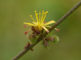 Image result for Triumfetta pentandra