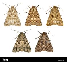 Image result for Hadena perplexa