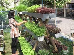 15 tanaman sayur ini bisa ditanam di rumah, cepat tumbuh. Idea Kebun Kalau Dah Minat Jom Tanam Sendiri Di Rumah Facebook