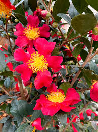 Image result for Camellia